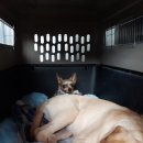 누리켄넬 이미지