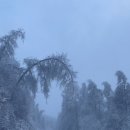 정선송어횟집 이미지