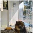 부산강아지분양 유독 이미지