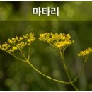 꽃이야기 이미지