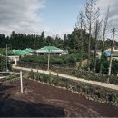 송이마당1198 이미지