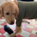 다미토스트 이미지