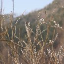 강이랑아지랑 이미지