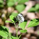 검단산(24.06.02)의 대만흰나비 이미지