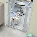 숲속 댕댕이(애견미용실) 이미지