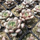 혜미농장 이미지