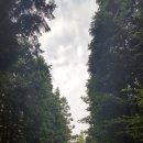 나무숲소 이미지