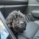 그레이스 그루밍 이미지