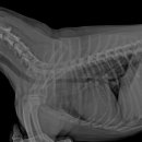 우리들동물병원 이미지