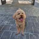 버디그루밍 이미지