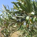 올리브나무 이미지