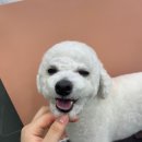 루이동물미용 이미지