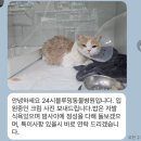 대디동물병원 | 고양이 실종 후 13일만에 찾은 후기 / 고양이 탐정 2명 부른 후기 내돈내산