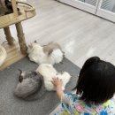 고양이카페 랙돌 | 🐾 부산 금정구 장전동 고양이랙돌카페 방문 후기