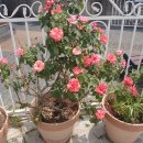 제물량로 이미지