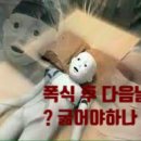 수원-정자-정자-8 네이버블로그