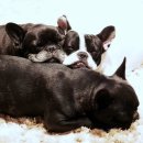 해보는집 이미지