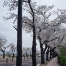 분황로(남) | 나비와 고양이