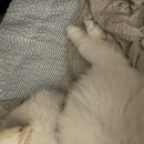 오늘도앙