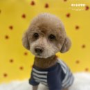 루이동물미용 이미지