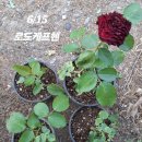 로드헨
