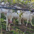 해원목장 이미지