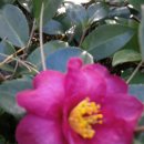 동백꽃백화점 이미지