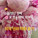 [희록플라워] 심심했던 집에 꽃 한 다발이 왔어요, 작약 생화 택배 후기