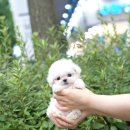 유어펫 일산본점 | 유어펫 강아지분양 고양이분양 본점, 내 반려동물의 첫 선택이에요!