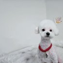 버블리독 이미지