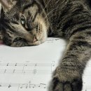 우쿨렐레연주 | 인생악기 우쿨렐레 경산점 | 내돈내산 우쿨렐레 구매후기 (연주영상⭕️)