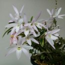 석곡중학교 이미지