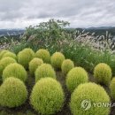 매화랜드 앞 이미지