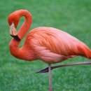 플라밍고 이미지