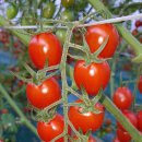 용일농장 이미지