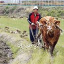 황소와농부 이미지