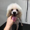 러블리펫 전남3호점 이미지