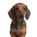 아이엠 동물병원 이미지