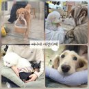 신지19-4 안길 | [마포구] 홍대 써니네 애견카페, 음료 바구니 물어다 주는 골든리트리버 (10년 단골 후기)