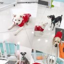 해피 애견 놀이방 이미지