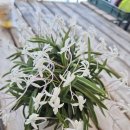 소엽풍란 이미지