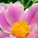 꽃피는 무화家 이미지