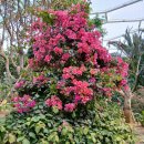 부천호수식물원 수피아 이미지