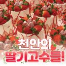 딸기치과의원 네이버블로그