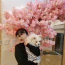 강릉료칸소돌향호 | 자쿠지가 있는 강원도 애견동반펜션♥️강릉료칸소돌향호♥️내돈내산