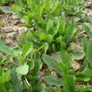 옥천농장 이미지