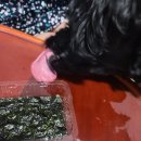 밥달라개