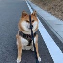 쿨한 강아지 이미지