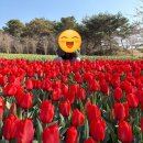 [2박3일 보령여행] 이지만 안면도 놀러갔다온 후기 (안면도 튤립축제, 꽃지해수욕장, 꽃지해물칼국수)