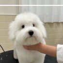 글로리퍼피 네이버블로그